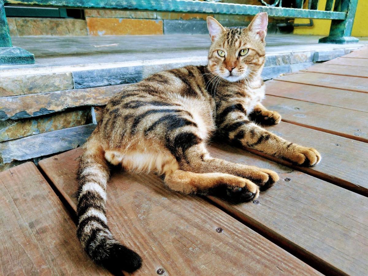 蓝色猫头鹰民宿 花莲市 外观 照片